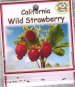 california-wild-strawberry-front-medium