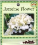 jasmine-flower-front-medium