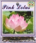 pink-lotus-front-medium