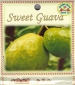 sweet-guava-front-medium