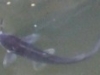 Small-catfish-150x88