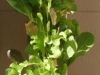 Lettuce 3