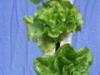 Lettuce 1 (Medium)