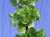 Lettuce 3 (Medium)