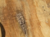 termite damage in wood (Medium)