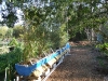 Bamboo planted (Medium)