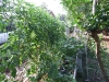 Duckweed bed converted to grow bed (Medium)