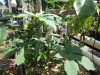 Okra doing well in constantly flooded bed (Medium)