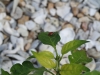 Lady bug eating aphid (Medium)