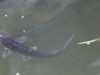 catfish (Medium)