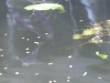 fish zoom (Medium)