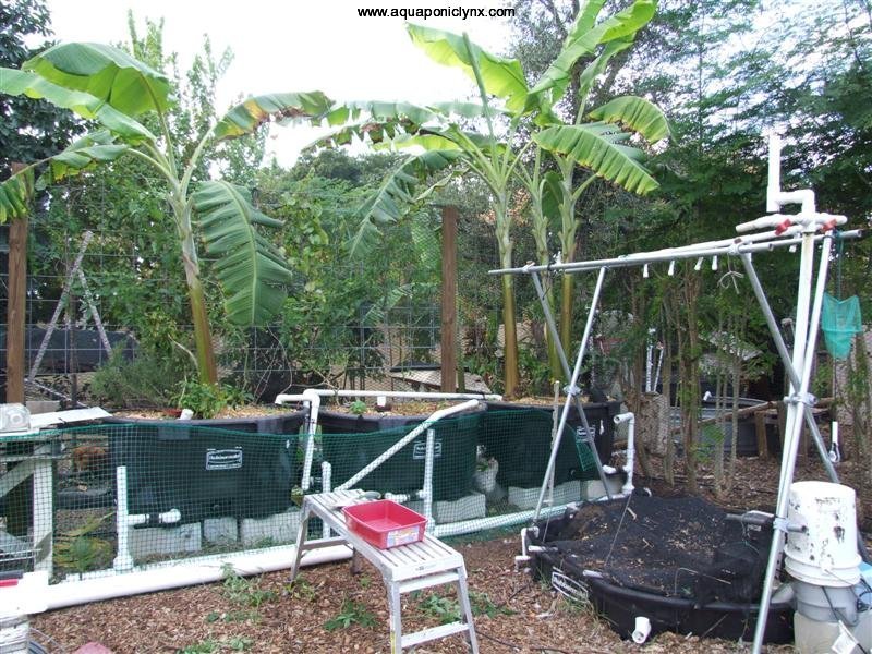 Home Aquaponics « Aquaponic Lynx LLC