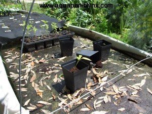 Capillary Matting on neglected raft