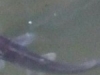 Small-catfish-150x150