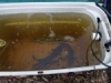 purging-fish-in-quarantine-tank-Medium-150x112