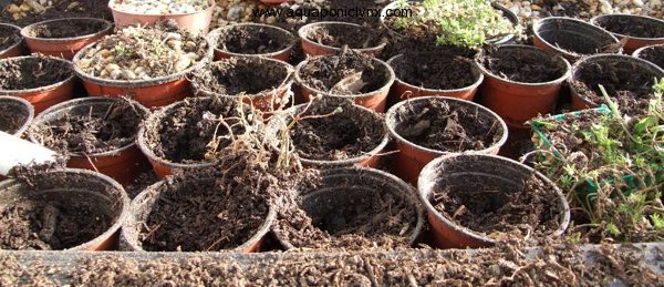 Compost pots ravaged for their worms
