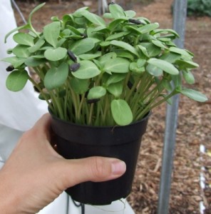 Sunflower shoots in pot