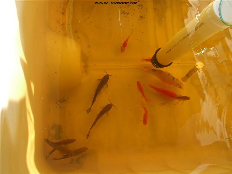 Fish in IBC tank