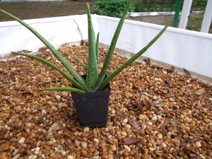 Aloe Vera Plant