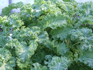 Crinkly Kale