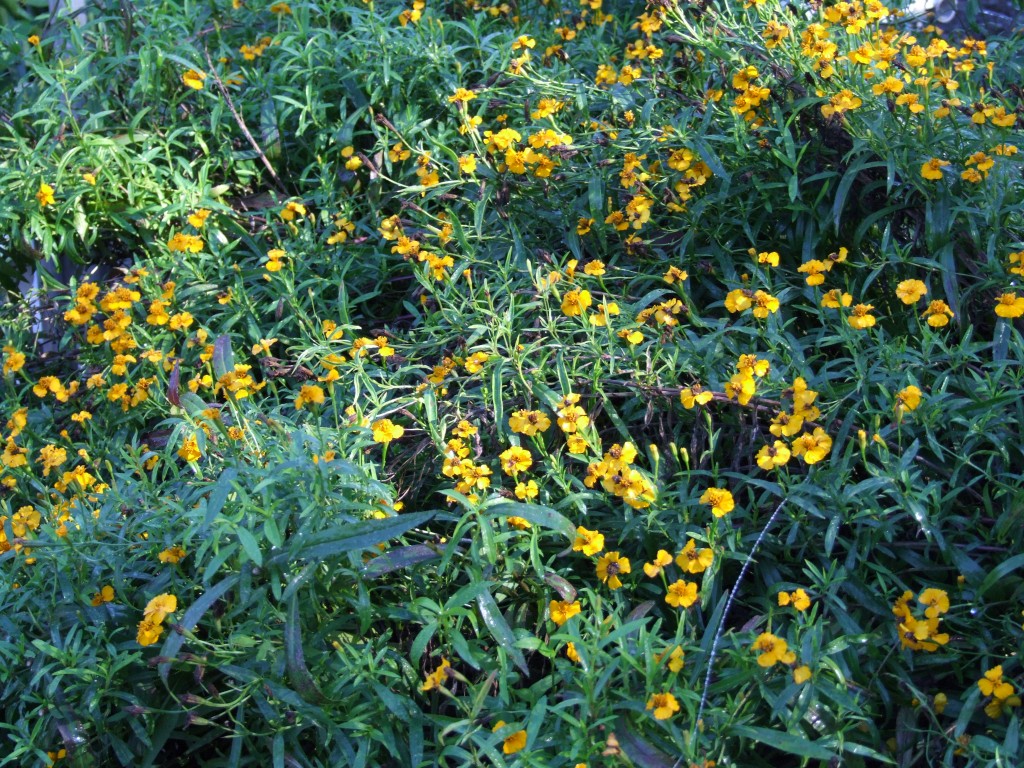 Flowering French Tarragon