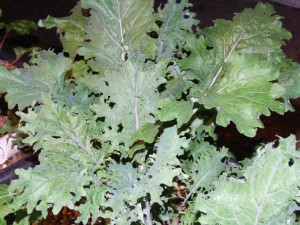 Red Russian Kale