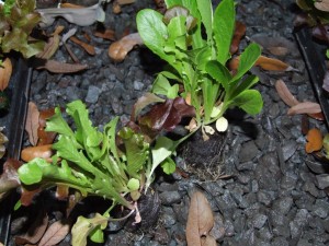 Lettuce Mix Seedlings