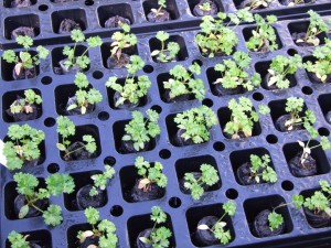 Parsley seedlings