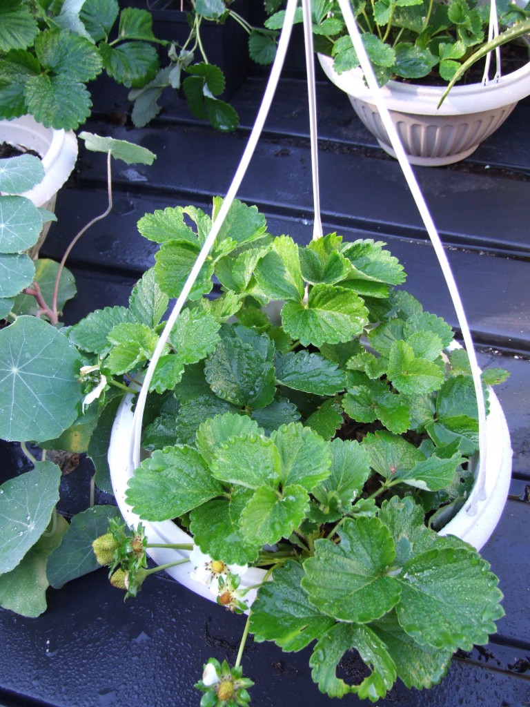 Strawberry Hanging basket