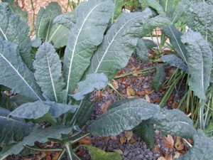 Kale, Toscano or Dinosaur Kale