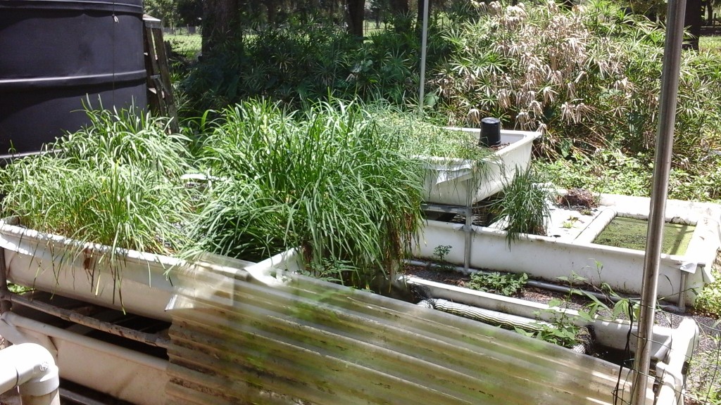 Garlic Chives in Small Front system