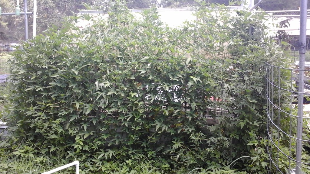 Sweet Potato Vines