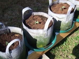 Fabric Pots 