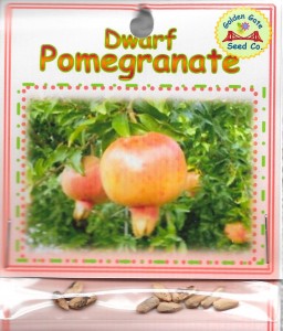 Dwarf Pomegranate 