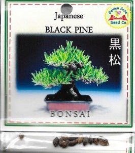 Japanese Bonsai Black Pine