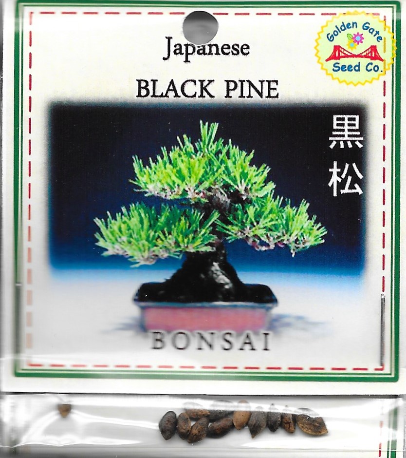 Japanese Bonsai Black Pine-Golden Gate | Aquaponic Lynx LLC