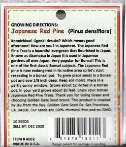 Japanese Bonsai Red Pine 