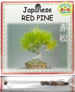 Japanese Bonsai Red Pine 