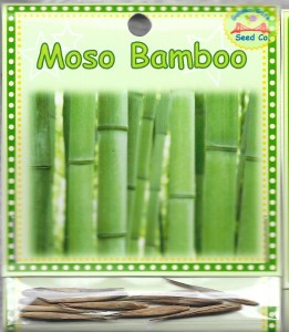 Moso Bamboo