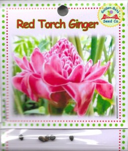 Red Torch Ginger