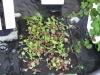 mesclun raft (Medium)