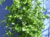 Cilantro close up (Medium)