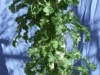 Kale (Medium)