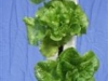 Lettuce 2 (Medium)