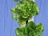 Lettuce 2 (Medium)