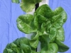 Lettuce close up (Medium)
