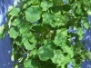 Nasturtium 2 (Medium)