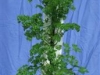 Parsley 2 (Medium)