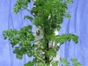 Parsley close up (Medium)