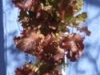 Red Lettuce 3 (Medium)